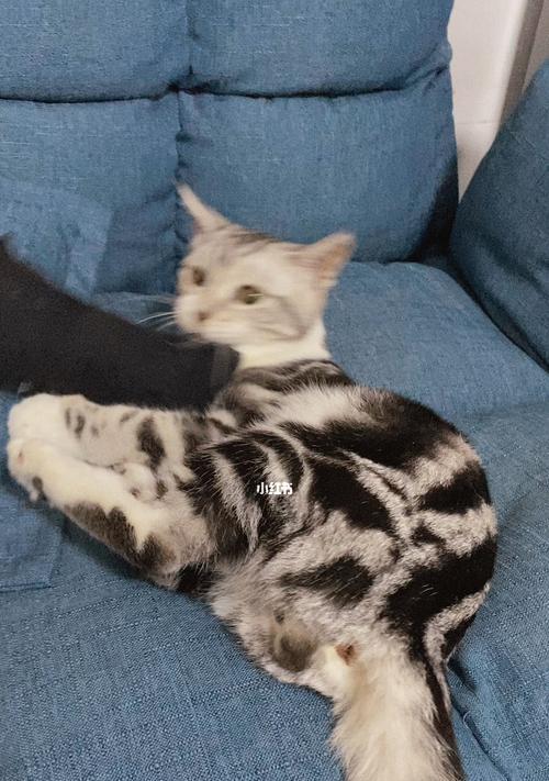 猫咪喜欢玩我脚，背后的秘密（解析猫咪为何喜欢蹭脚，你知道其中的奥妙吗？）