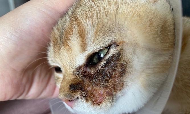 宠物猫携带病菌的危害（猫咪携带病菌的种类及预防方法）