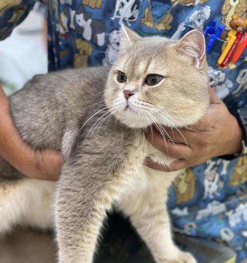 猫咪心脏病（预防、症状、治疗和关爱——让你的猫咪健康长寿的秘诀）