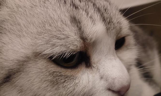 猫咪眼泪痕的原因及解决方法（猫咪流红褐色眼泪，如何解决？）