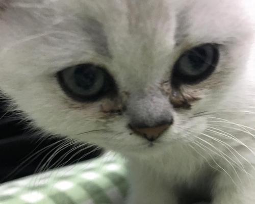 猫咪眼泪痕的原因及解决方法（猫咪流红褐色眼泪，如何解决？）