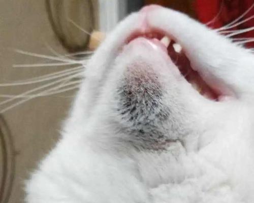 小猫咪的“腋下”隐痛——你真的了解猫咪的身体吗？（挠猫咪腋下会痒吗？原来这是它们的敏感部位！）