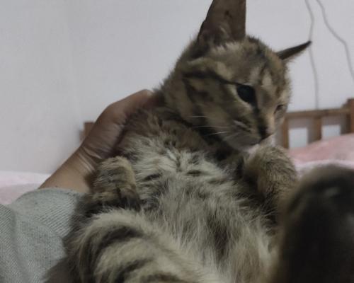 为什么我的猫咪一碰它就大叫并且拉屎拉尿？（探究猫咪对身体疼痛的反应和应对方法）
