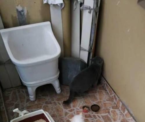 为什么我的猫咪一碰它就大叫并且拉屎拉尿？（探究猫咪对身体疼痛的反应和应对方法）
