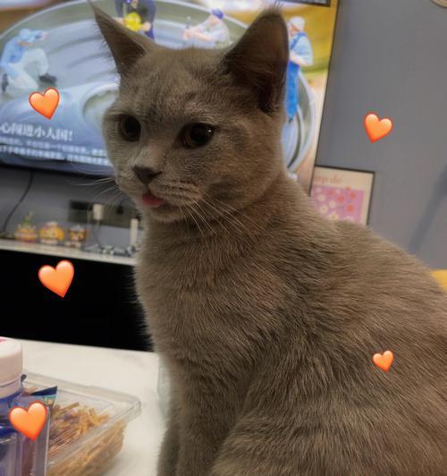 猫咪“喵喵”叫个不停，如何化解？（宠物猫咪长时间叫声不断，肇事原因和应对方法解析）