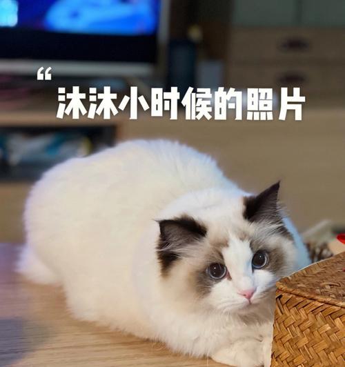 猫咪水肾症状与治疗（了解猫咪水肾症状，做好治疗措施）