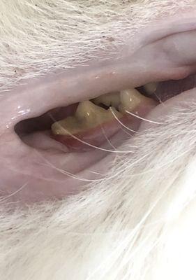如何处理宠物猫咪的牙石问题？（猫咪的牙石问题怎么办？——从预防、检查到治疗解决）