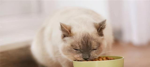 猫咪只喝水不吃饭？教你如何喂食（猫咪的食谱、必备营养、及时就医）