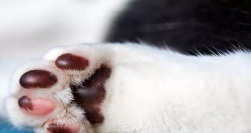 爱宠生活（如何避免猫咪肉垫龟裂？怎样处理猫咪爪心龟裂？）