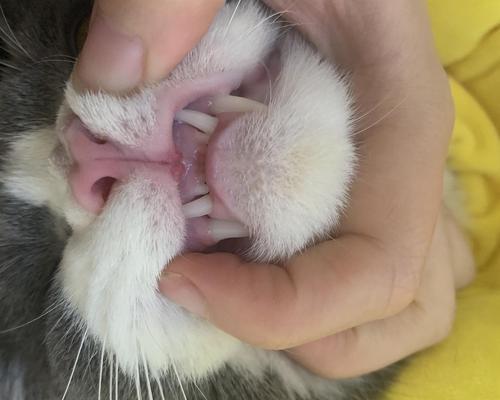如何处理猫咪嘴角有伤？（细心护理，让猫咪恢复健康）