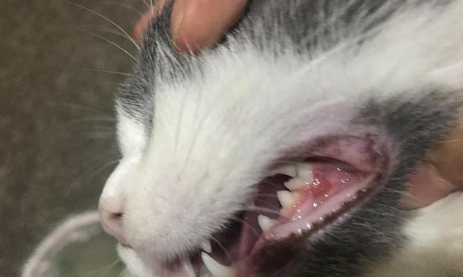 如何处理猫咪嘴角有伤？（细心护理，让猫咪恢复健康）