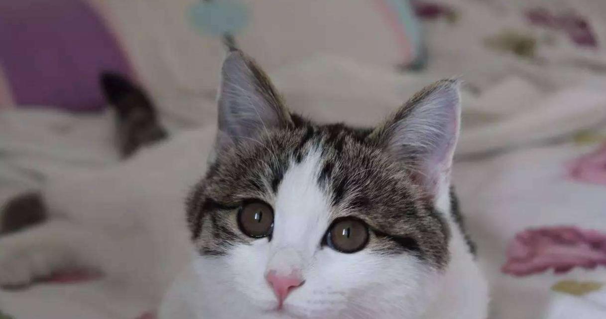 母猫为何老是吼小猫？（探究母猫吼小猫的原因和解决方法）