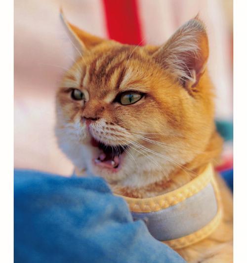 母猫为何老是吼小猫？（探究母猫吼小猫的原因和解决方法）