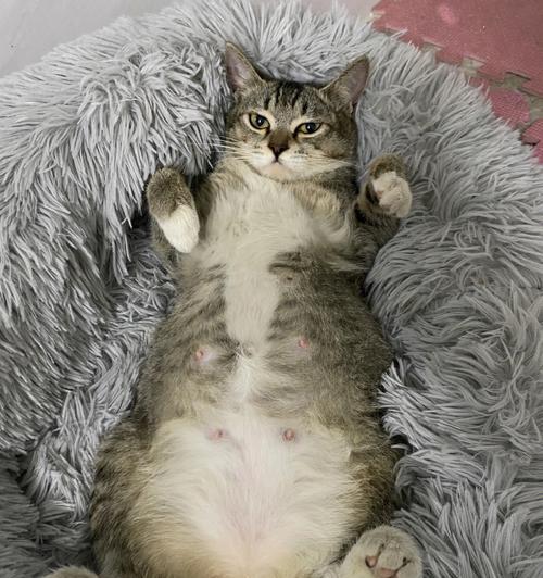 如何限制母猫怀孕期间的活动？（照顾孕猫，让它健康怀胎）