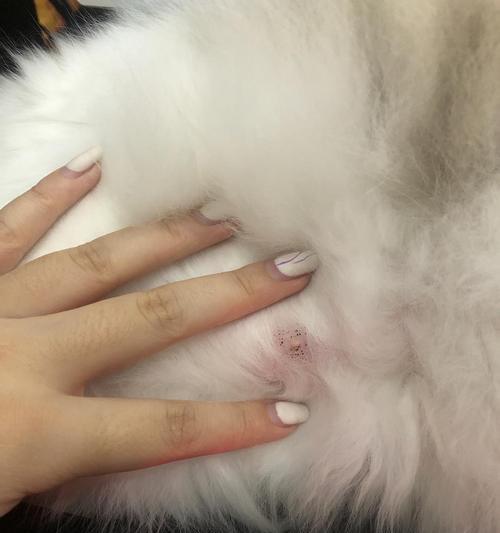 母猫生完小猫有硬块怎么办？（宠物养护攻略——母猫哺乳期护理）