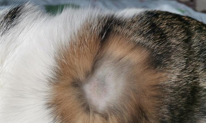 母猫生完小猫有硬块怎么办？（宠物养护攻略——母猫哺乳期护理）