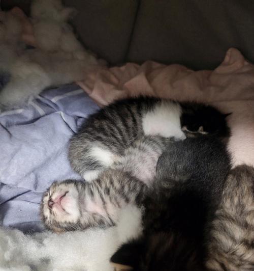 南宁猫咪美容与免费领养，让你的爱猫更美丽（宠物的健康和快乐，是人类责无旁贷的义务）