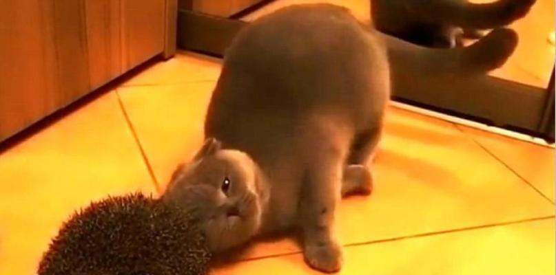 挠猫咪会叫？探秘挠痒背后的心理与行为（猫咪到处挠一直叫，这是什么原因？怎样才是正确的挠痒方式？）