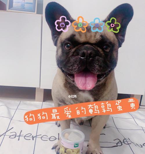狗狗饮食新发现（让你的宠物更健康、更有营养、更美味！）