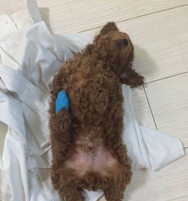 宠物接触细小狗狗后的消毒指南（如何避免宠物感染细小病毒？）