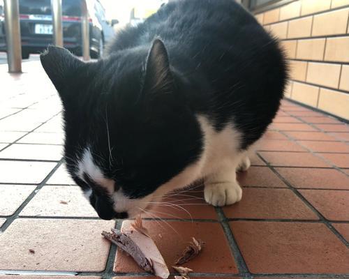 日本人与猫咪的爱情故事（探究日本人喜欢的猫咪种类及其原因）