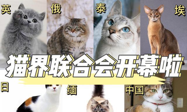 日本人与猫咪的爱情故事（探究日本人喜欢的猫咪种类及其原因）
