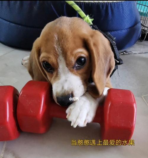 三个半月的狗狗可以吃哪些水果？