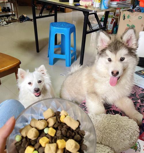 小狗三个月可以吃干狗粮吗？（了解宠物健康饮食，从小养成好习惯）