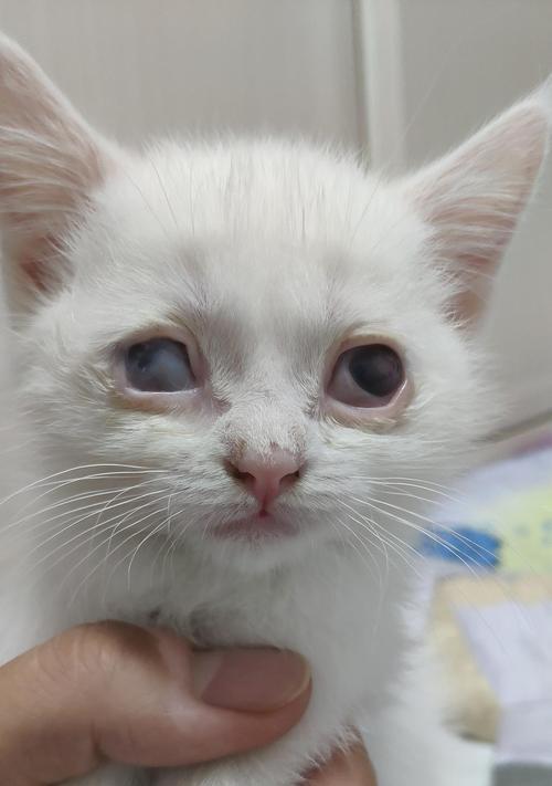 小猫眼球有血丝，你知道怎么回事吗？（探究宠物眼部问题，了解宠物健康一二事）