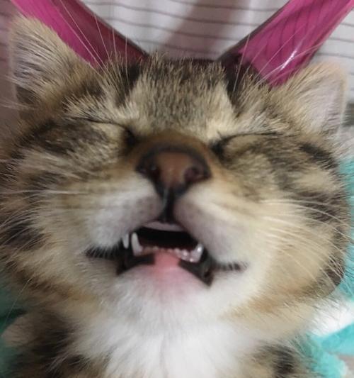 小猫眼球有血丝，你知道怎么回事吗？（探究宠物眼部问题，了解宠物健康一二事）
