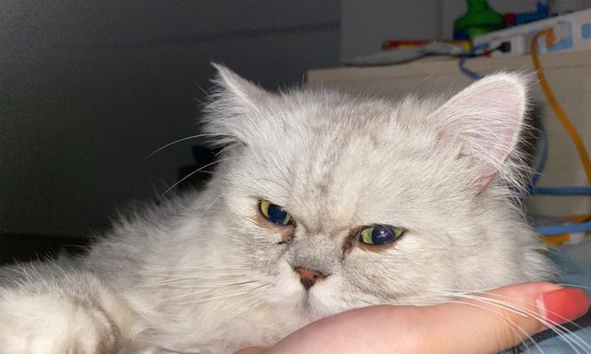 珍爱生命，不伤害小猫（女生伤害小猫现象调查及预防措施）
