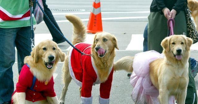 深圳养狗中型犬办证所需费用详解（了解深圳市养狗中型犬证的相关费用，让你更好地管理你的爱宠）