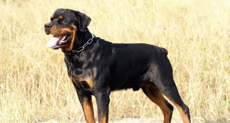 洛威拿犬的饲养全指南（了解洛威拿犬，让宠物健康成长）
