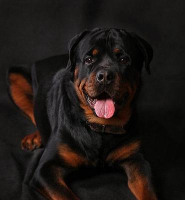 洛威拿犬的饲养全指南（了解洛威拿犬，让宠物健康成长）