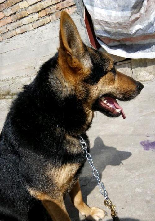 如何饲养一只健康快乐的昆明犬（昆明犬饲养方法、昆明犬宠物养成经验分享）