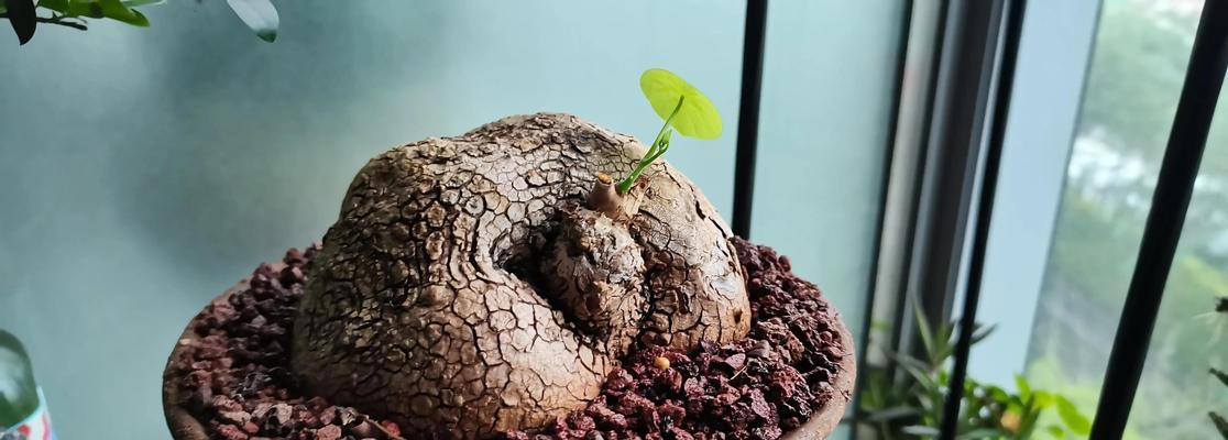 如何饲养健康的山龟（宠物山龟的饲养方法和注意事项）