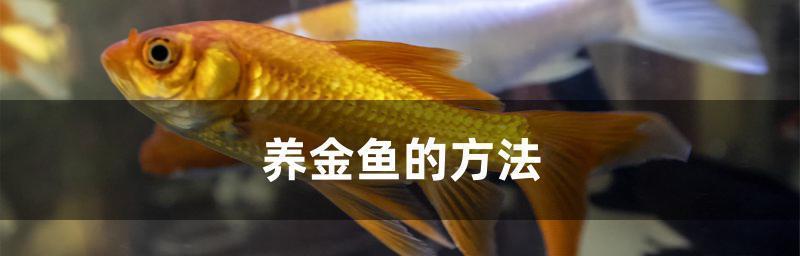 金鱼养护全攻略（宠物金鱼的饲养方法、鱼缸清洁、喂食技巧、水质监控、疾病防治）
