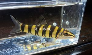 以虎鱼为宠物的饲养方法（打造健康快乐的水族世界）