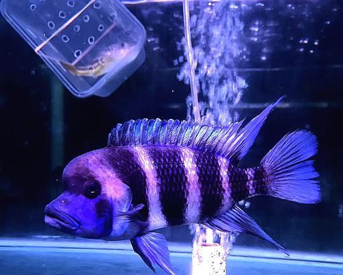 以萨伊蓝六间鱼的饲养方法（打造宠物水族馆的秘密，让你成为鱼类专家！）
