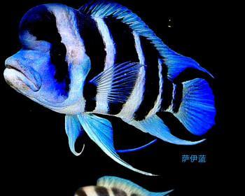以萨伊蓝六间鱼的饲养方法（打造宠物水族馆的秘密，让你成为鱼类专家！）