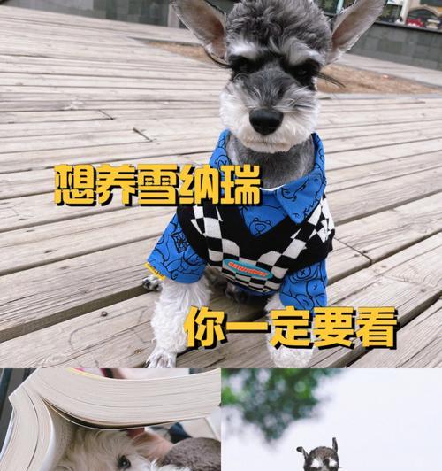 雪纳瑞饲养全攻略（从宠物选择到日常护理，让你成为雪纳瑞主人）