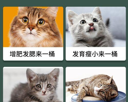 猫咪应该吃多少猫粮？（以5公斤的猫咪为例，如何确定猫粮的饮食量？）