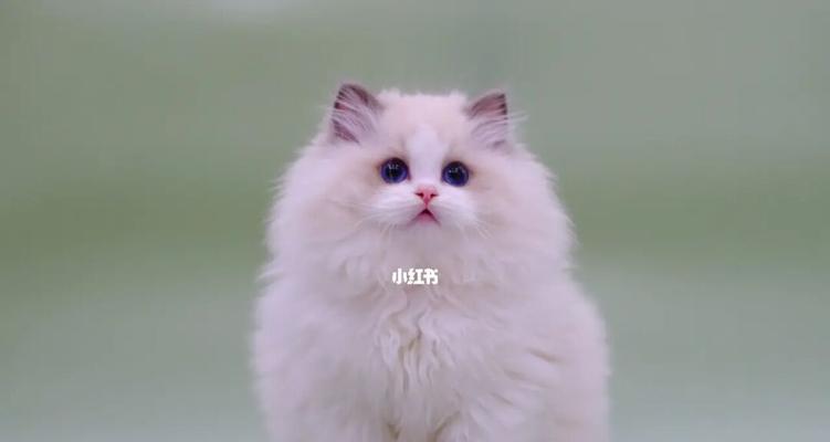 布偶猫饮食指南（宠物美食探秘，健康从细节开始。）