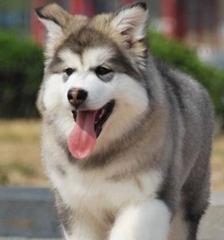 5岁阿拉斯加犬的故事（宠物之友，忠诚的伙伴）