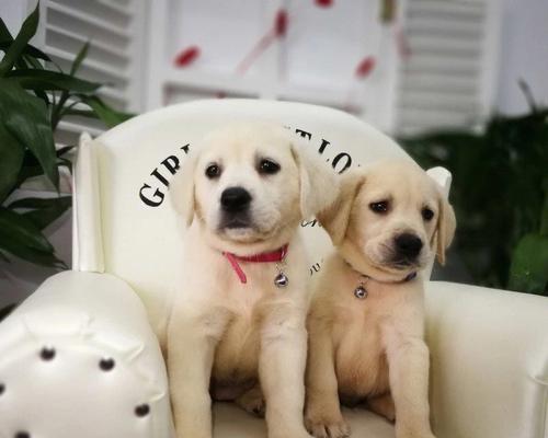 5岁宝宝能否养拉布拉多犬？（以宠物为主，家庭生活中的重要决定）