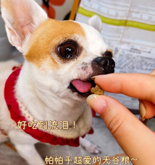 狗狗嚼不嚼狗粮并不是问题（以宠物为主，探讨狗狗的进食习惯）