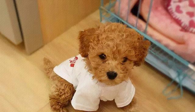 如何帮助5岁泰迪补充钙质（宠物缺钙症状、饮食调整方案、运动和日常保健、医疗干预方法）