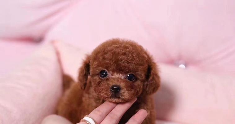 5岁泰迪疑似患病，如何正确照顾宠物健康？（泰迪宠物常见疾病及预防措施，从饮食到生活习惯全面护理）