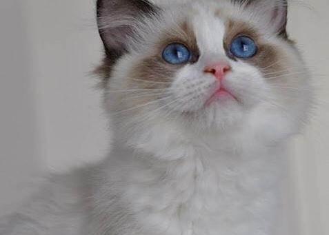 探秘6000元布偶猫的世界（品质、养护、生活方式一一揭秘）