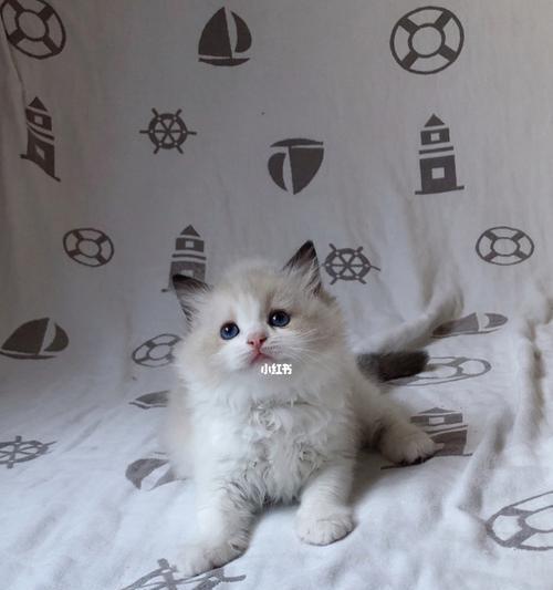 6个月布偶猫的饮食（以宠物为主，让你的布偶猫健康成长）